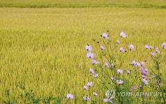 황금빛 들녘과 코스모스
