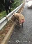 고속도로서 돼지 탈출