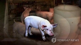 전남 종돈장 돼지 전염병 일제 검사 모두 안전