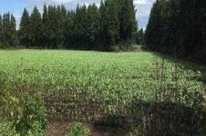 제주 목장용지 불법 전용 월동채소 재배한 농민 적발