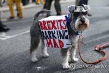 런던서 반려견들 우리도 브렉시트 거부한다 컹컹