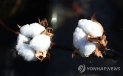 하얗게 핀 목화솜