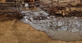 새만금유역서 가축분뇨 무단방류 등 13곳 적발