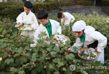 즐거운 목화 수확
