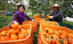 곶감 계절이 왔어요