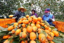 함양 명품곶감 기대하세요!