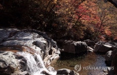 산도 물도 내 마음도 물들다 피아골 단풍