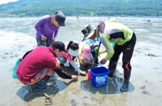 [어촌은 지금] ④개매기 체험객으로 북적북적…진도 청룡마을
