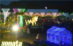 장성 황룡강 노란꽃잔치, 밤에도 볼거리 풍성