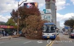 도로 덮친 가로수 아찔