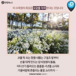 [카드뉴스] 가을 향 가득… 만추에 떠나기 좋은 경기도 수목원 7선