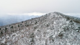 첫눈에 겨울 왕국으로 바뀐 평창 발왕산