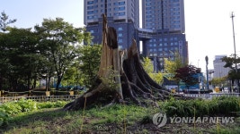 부러진 수원 느티나무, 복원희망 자란다