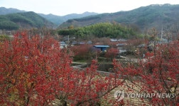 붉은 루비 지리산자락 물들인 산수유 열매