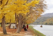 [카메라뉴스] 노랗게 물든 만추의 영동 송호 관광지