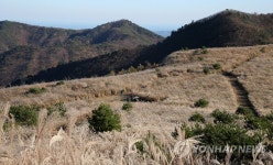 일렁이는 경주 무장봉 억새