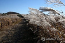 일렁이는 경주 무장봉 억새
