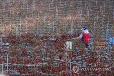 고추 수확에 바쁜 손길