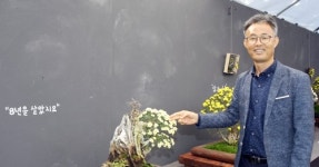 한해만 꽃 피지 않나요…함평 국화축제 8년생 국화분재 화제