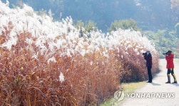 억새가 아름다운 대청호 오백리길