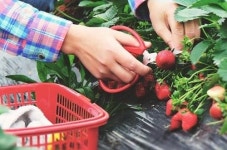 호주, 워홀러 체류 최장 3년으로 1년 늘려…농장노동 조건부