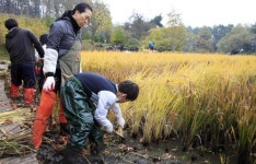 천리포수목원의 늦가을…초등학생들과 전통 추수 체험