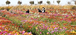 국화축제장에서 늦가을 정취 만끽하는 시민들
