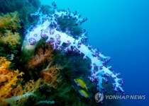 연산호군락지 제주 문섬 바닷속 국내 첫 해중경관지구 지정