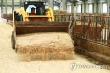 한우 축사에 톱밥 깔기