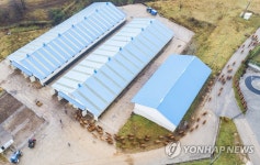 축사 들어가는 한우들