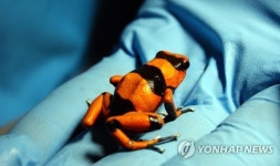 멸종위기 독개구리 216마리 콜롬비아 공항서 발견
