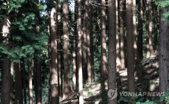 편백숲