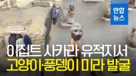 [영상] 이집트 고대 무덤서 고양이·풍뎅이 미라 발굴