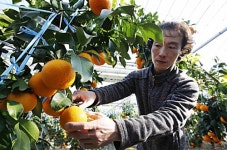 태안산 최고급 귤 황금향 맛보세요…20일부터 본격 출하