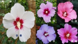 수원시, 병해충에 강한 무궁화 신품종 5종 개발