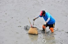 갯벌에 어미낙지 풀어주니…낙지 서식굴 4∼10배 껑충