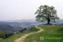 부여 임천 성흥산 사랑나무 주변에 드라마길 조성
