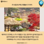[카드뉴스] 만추의 절정…용인농촌테마파크 나들이