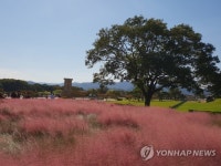 인기몰이 핑크뮬리 면적 축구장 15배…생태계 교란 우려