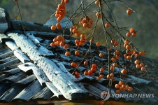 정겨움 넘치는 까치밥홍시