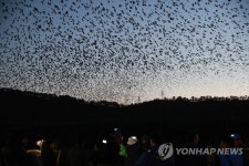 울산 겨울 진객 떼까마귀 군무