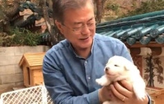문대통령, 출국 전 풍산개 곰이 새끼들과 인사…靑 영상공개