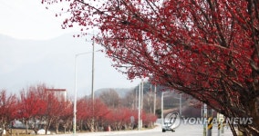 붉게 물든 산수유나무 가로수
