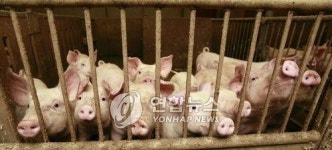 상품성 떨어진다고 둔기로…사천 돼지농장 동물학대 논란