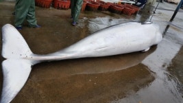 포항 앞바다서 죽은 밍크고래 잡혀…3천700만원에 거래