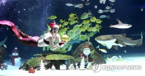 인어 산타가 드리는 황금 돼지