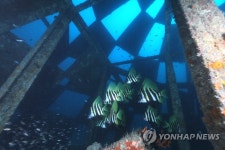 제주 바다목장 노니는 물고기들