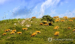 서산 관광사진 전국공모전 금상 수상작 목장4