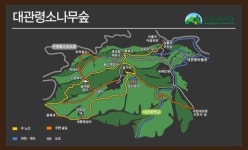 축구장 571개 크기 100년 된 대관령 소나무숲 일반에 개방