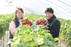 왕딸기 아리향